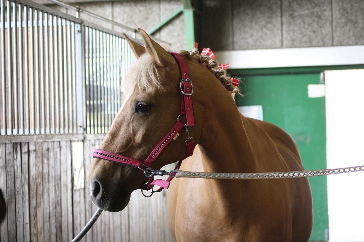 Palomino Klepholms Venus <3 - Venus' 14-års fødselsdag d. 18/5 :-)  billede 18