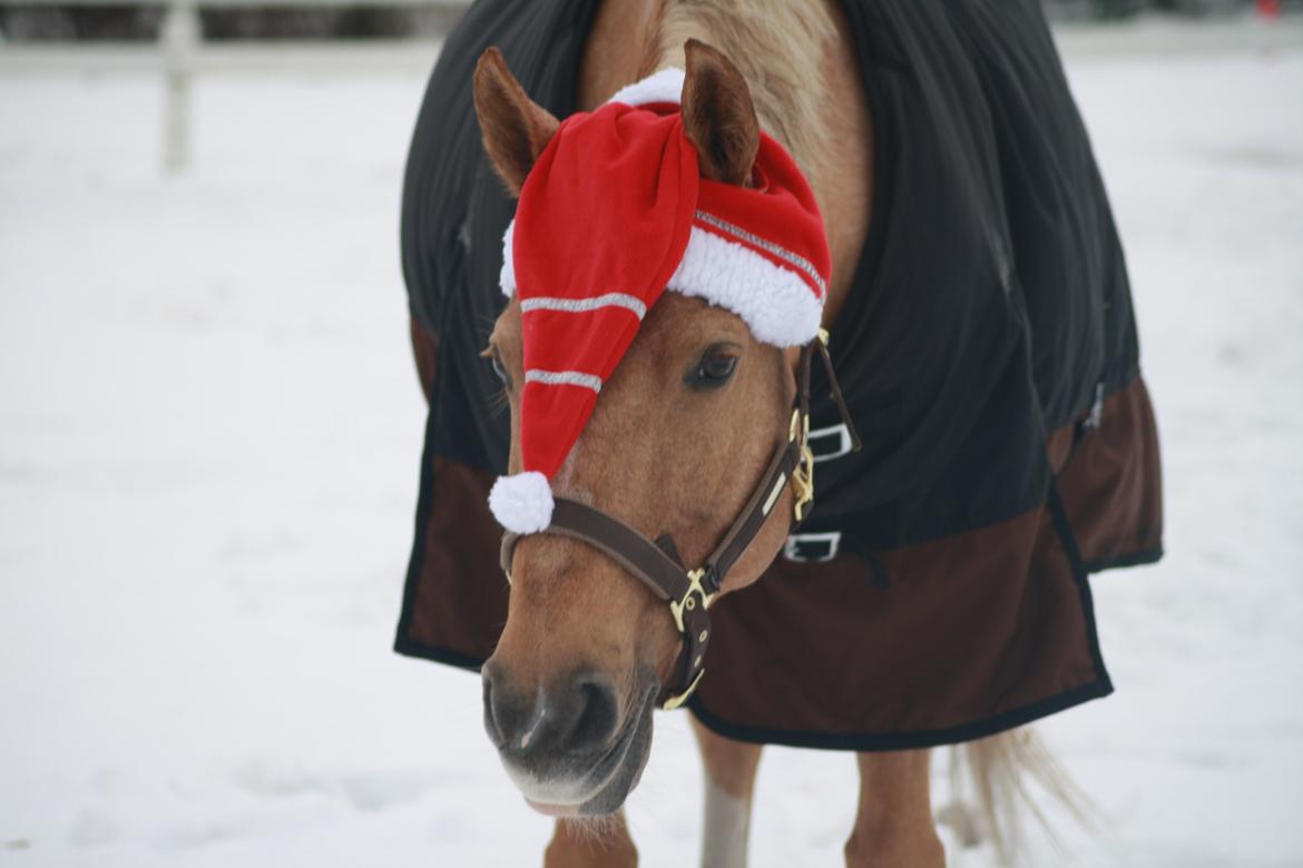 Palomino Klepholms Venus <3 - Julen 2015 <3 billede 19