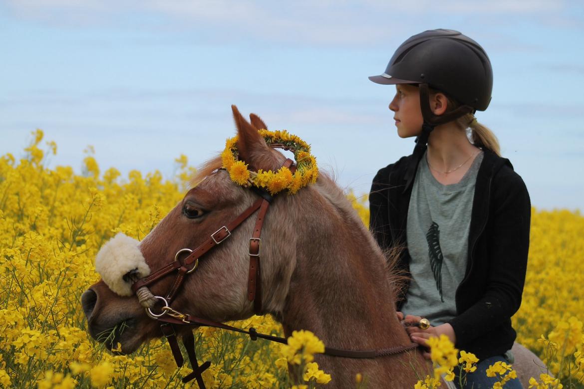 Hollandsk Sportspony Billy Boy - Fra vores 1års dag<3 billede 2