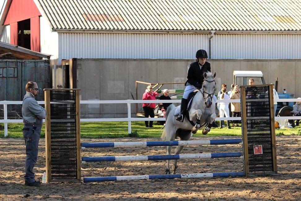 Arabisk fuldblod (OX) Sofie billede 6