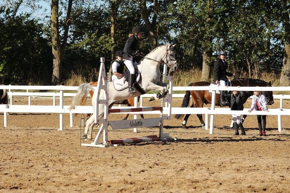 Arabisk fuldblod (OX) Sofie billede 7