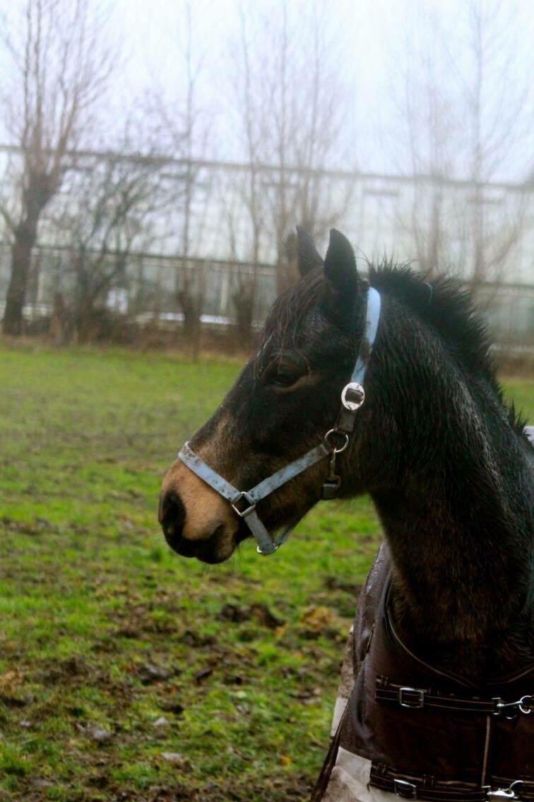 Anden særlig race Lizett billede 11