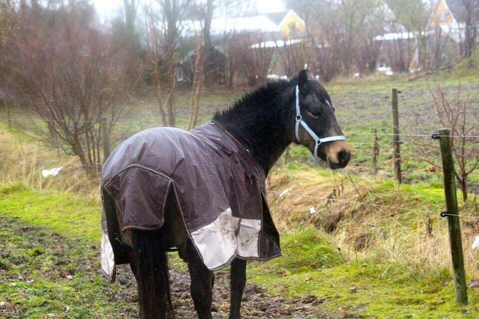 Anden særlig race Lizett billede 13