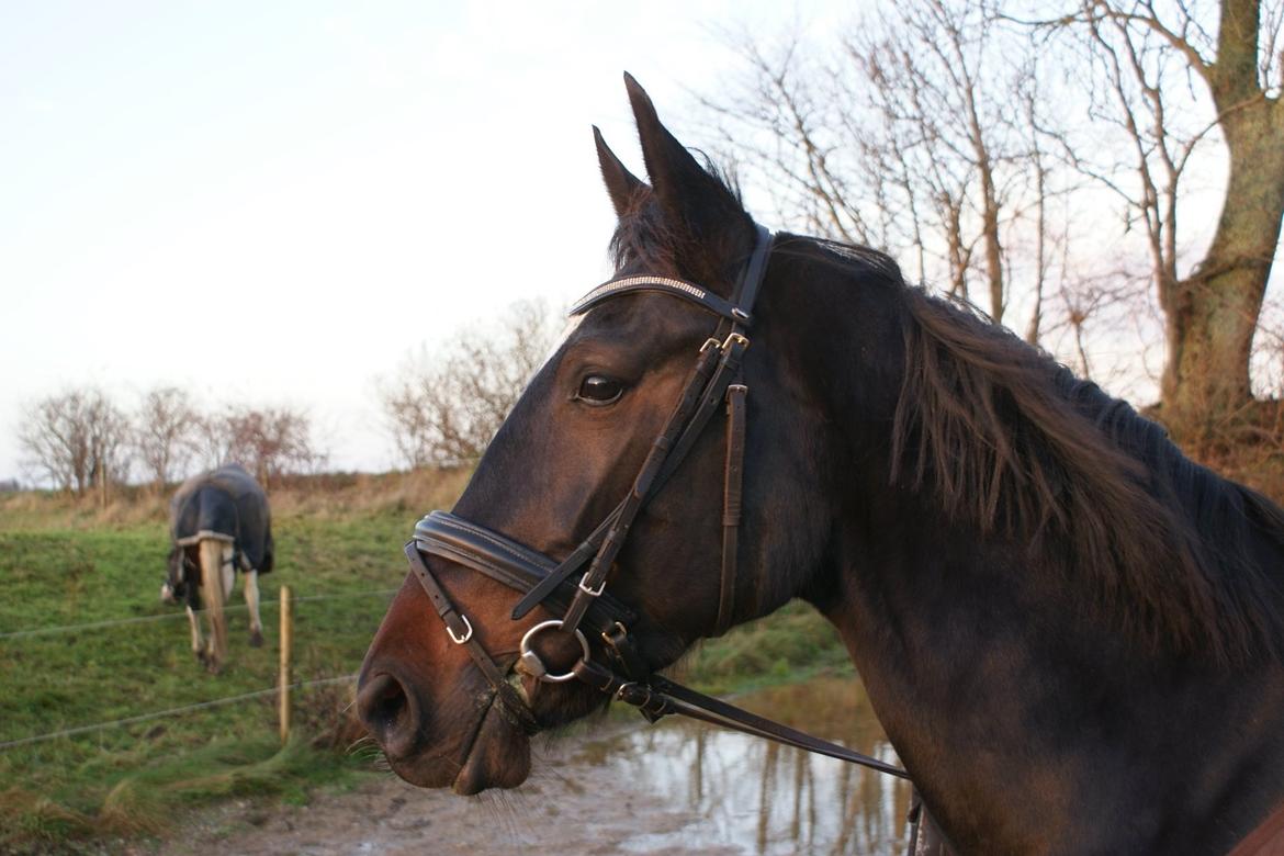 Traver Alica Gold  billede 5