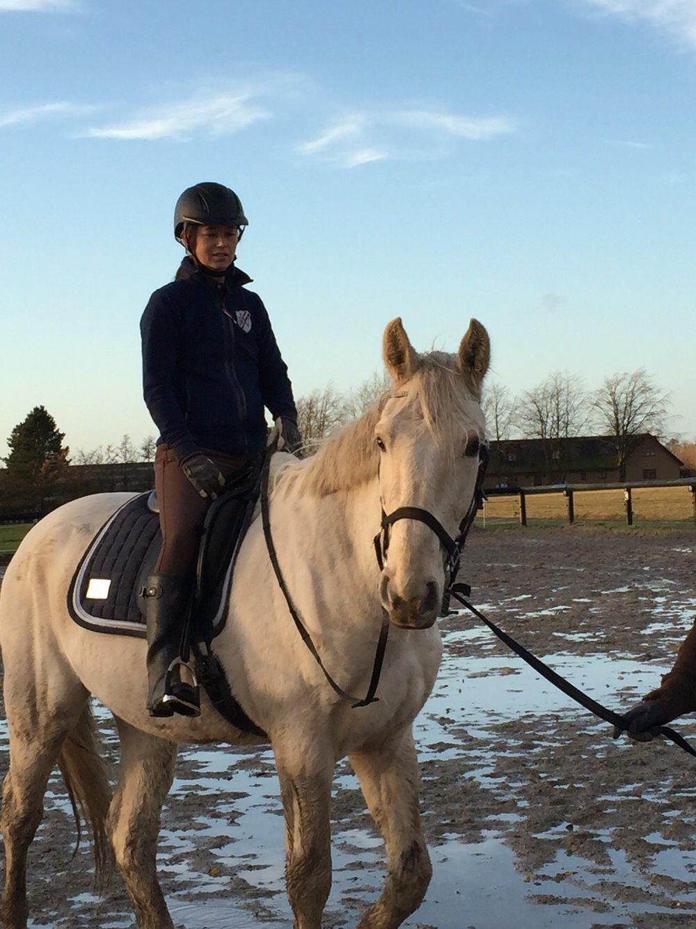 Palomino Sun Dancer billede 42