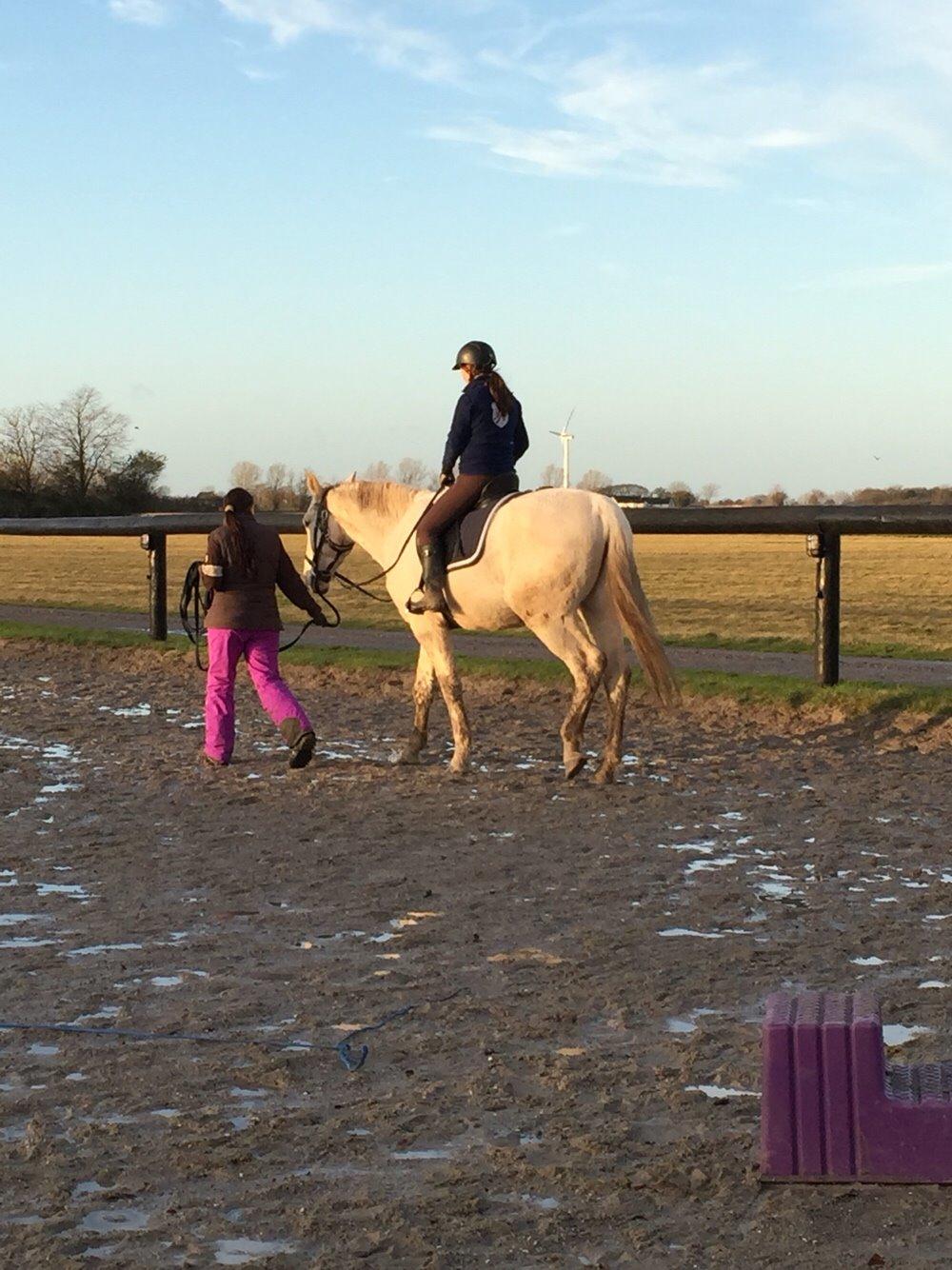 Palomino Sun Dancer billede 43