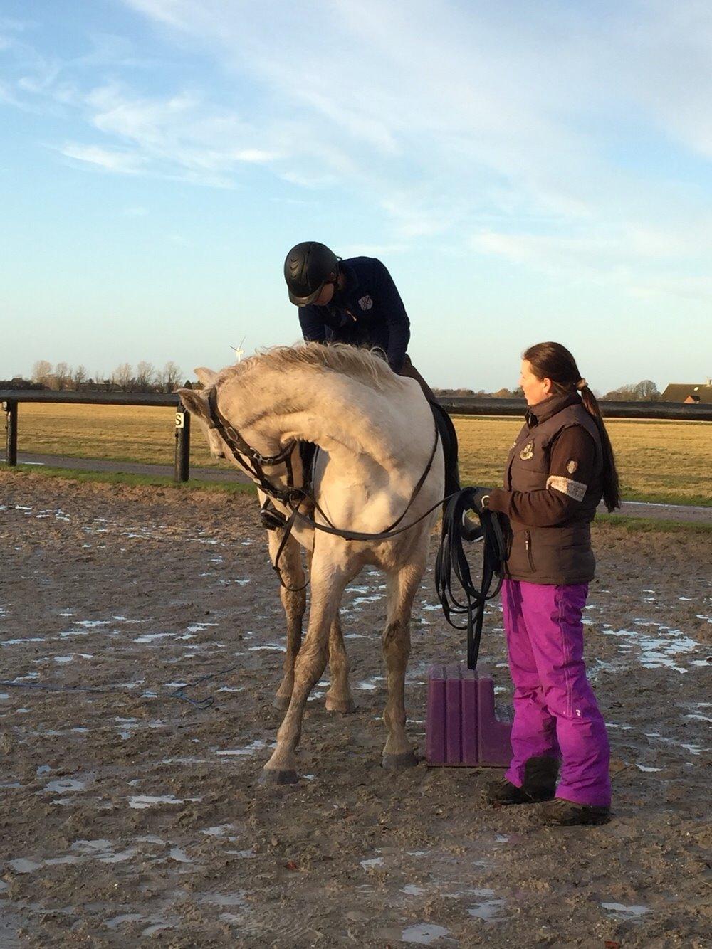 Palomino Sun Dancer billede 44