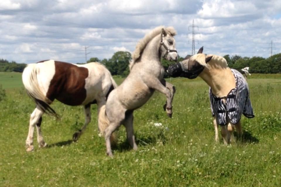 Anden særlig race Herskabs Staldens Tiko  billede 13