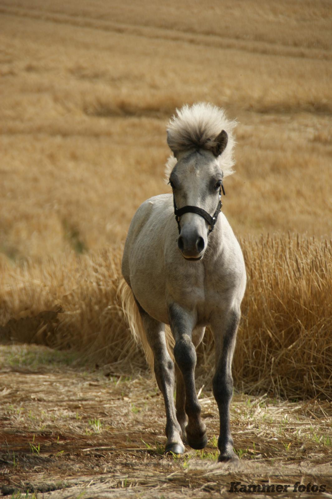 Anden særlig race Herskabs Staldens Tiko  - 02-08-2015 billede 17