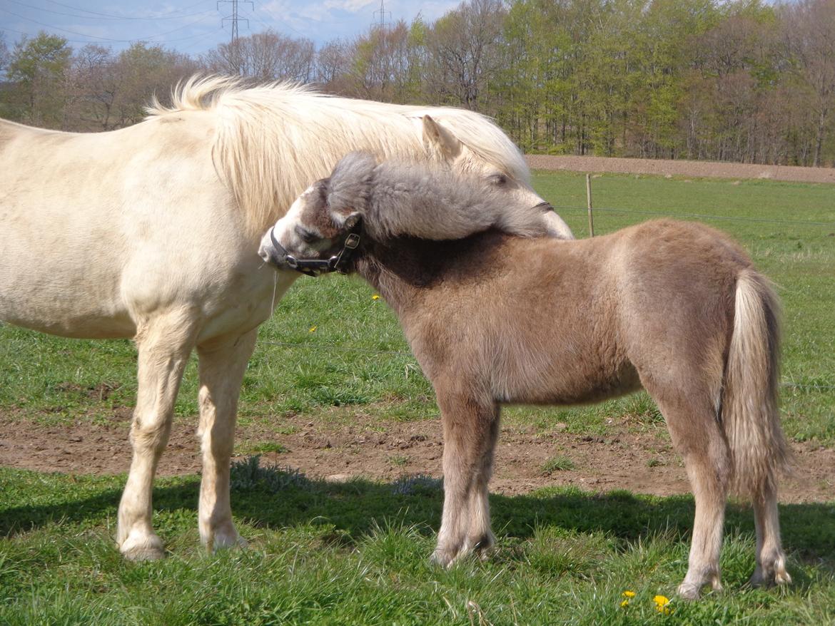 Anden særlig race Herskabs Staldens Tiko  billede 18
