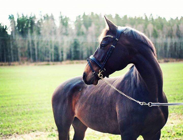 Dansk Varmblod Holmevangs Tess billede 1