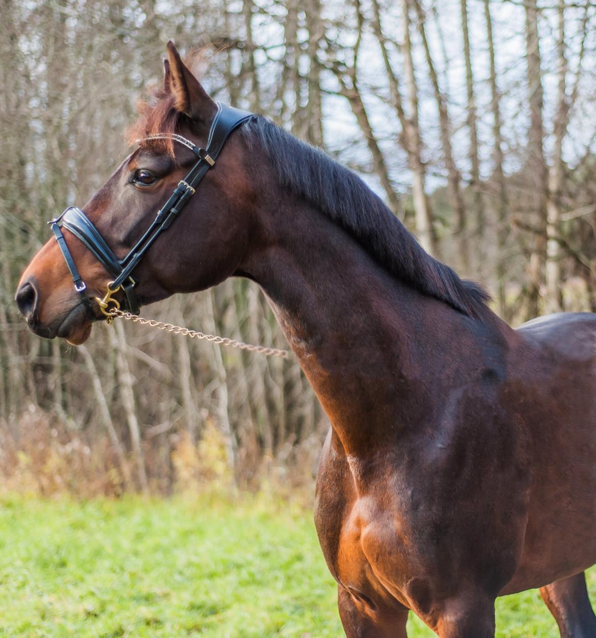 Dansk Varmblod Holmevangs Tess billede 6