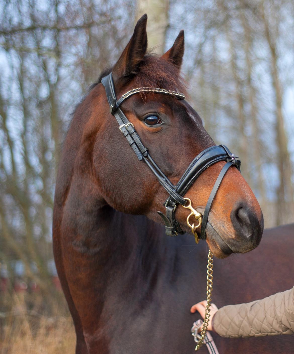 Dansk Varmblod Holmevangs Tess billede 10