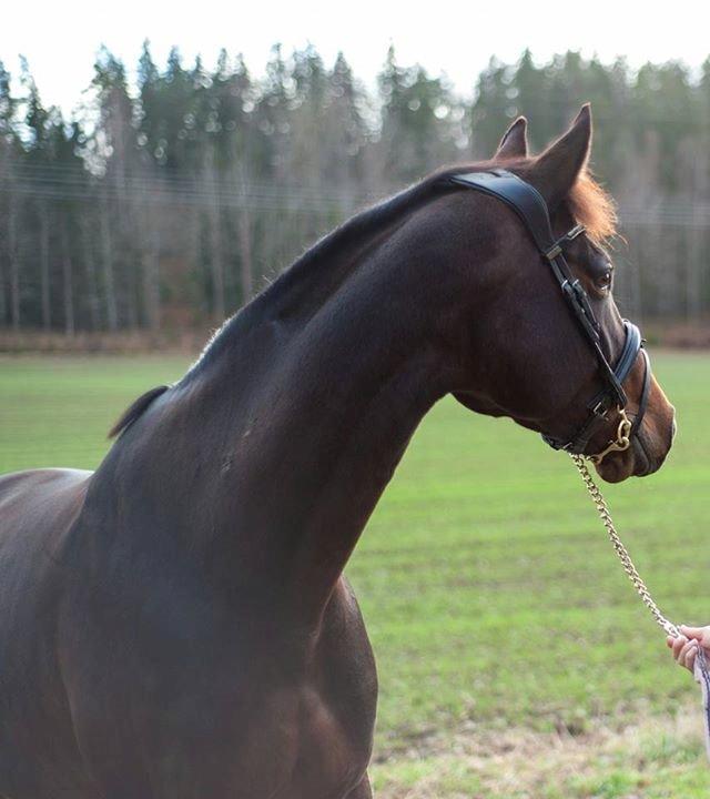 Dansk Varmblod Holmevangs Tess billede 11