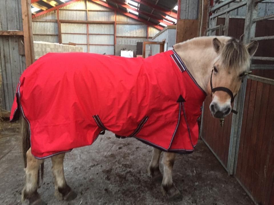 Fjordhest Thilde billede 34