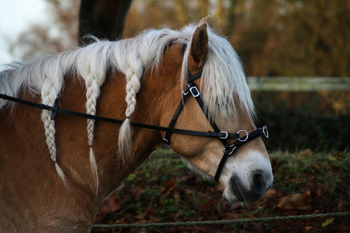 Tyroler Haflinger Waikato billede 12