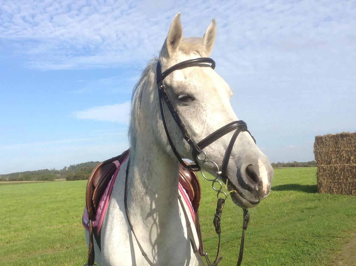 Arabisk fuldblod (OX) Sofie billede 11