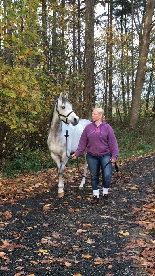 Arabisk fuldblod (OX) Lamann ox ( solgt ) billede 15