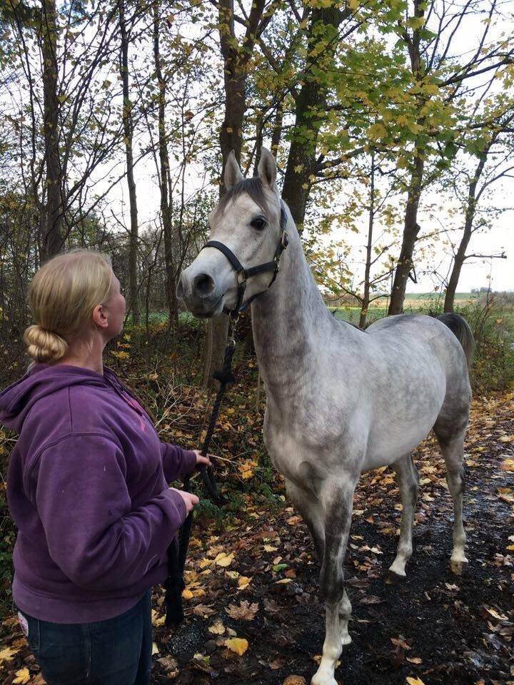 Arabisk fuldblod (OX) Lamann ox ( solgt ) billede 16