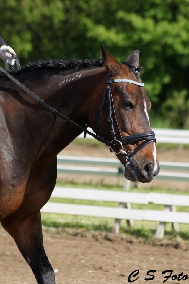 Traver Garcon McQueen - velkommen til Garcon McQueen <3 fotograf: C S foto billede 1