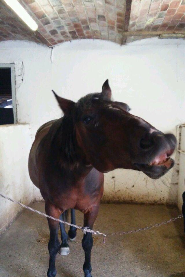 Traver Garcon McQueen - smil og vær glad! <3 billede 6