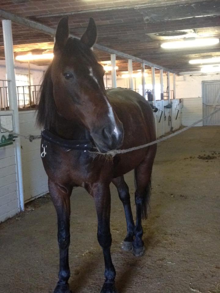 Traver Garcon McQueen - smukke galle-mand billede 8