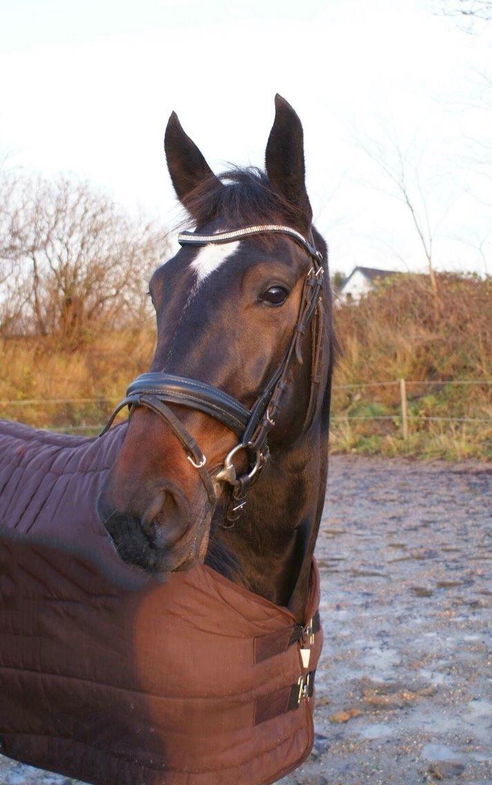 Traver Alica Gold  billede 2