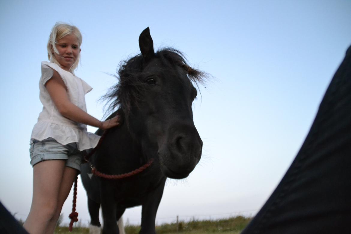 Anden særlig race Gizmo. (førhen Sky) billede 18