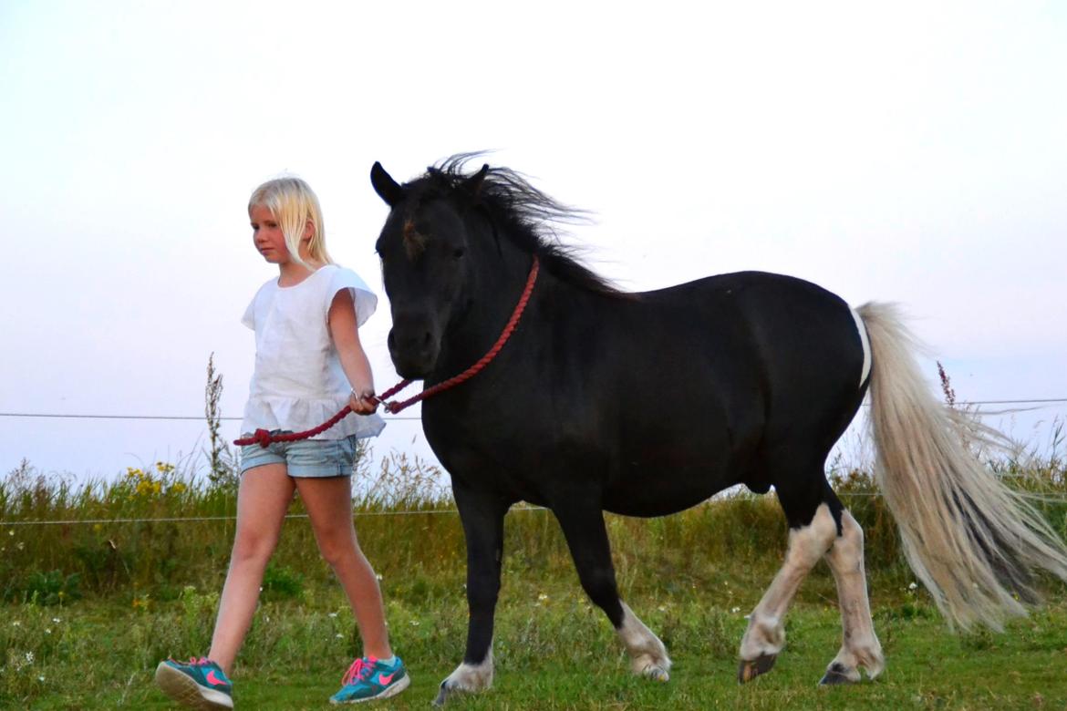 Anden særlig race Gizmo. (førhen Sky) billede 30