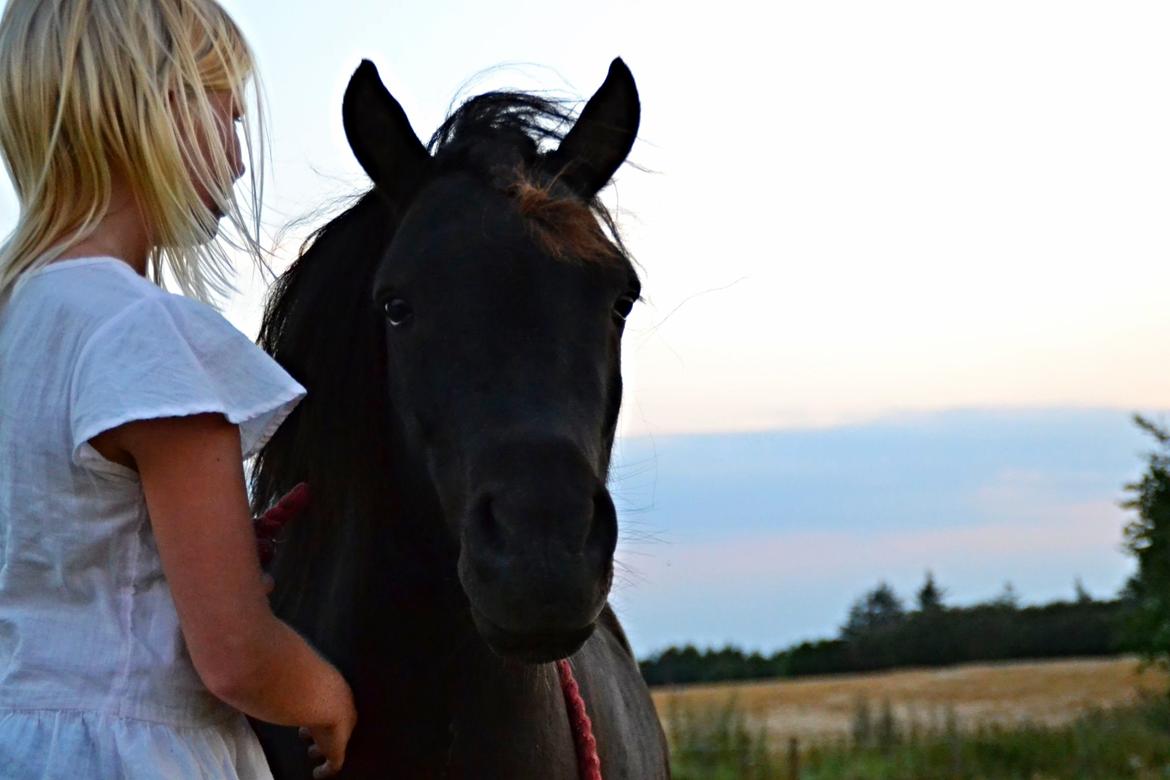 Anden særlig race Gizmo. (førhen Sky) billede 12