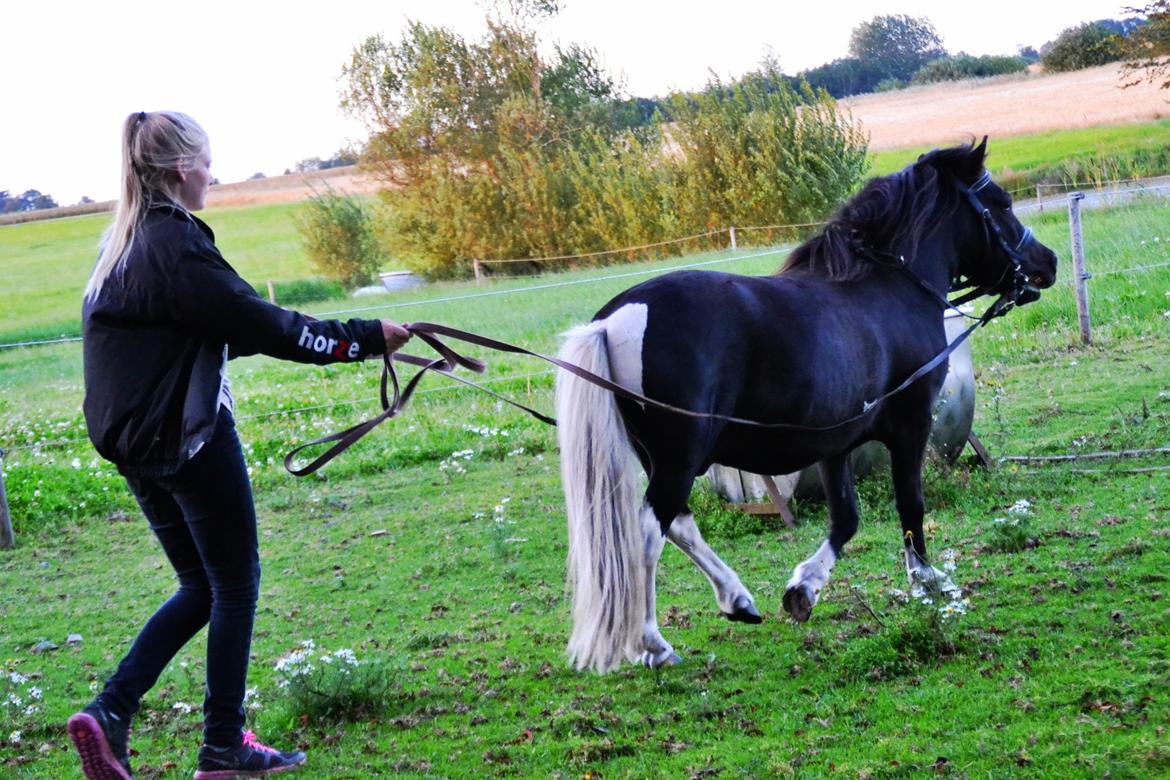 Anden særlig race Gizmo. (førhen Sky) billede 2