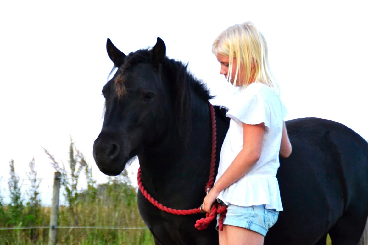 Anden særlig race Gizmo. (førhen Sky) billede 27