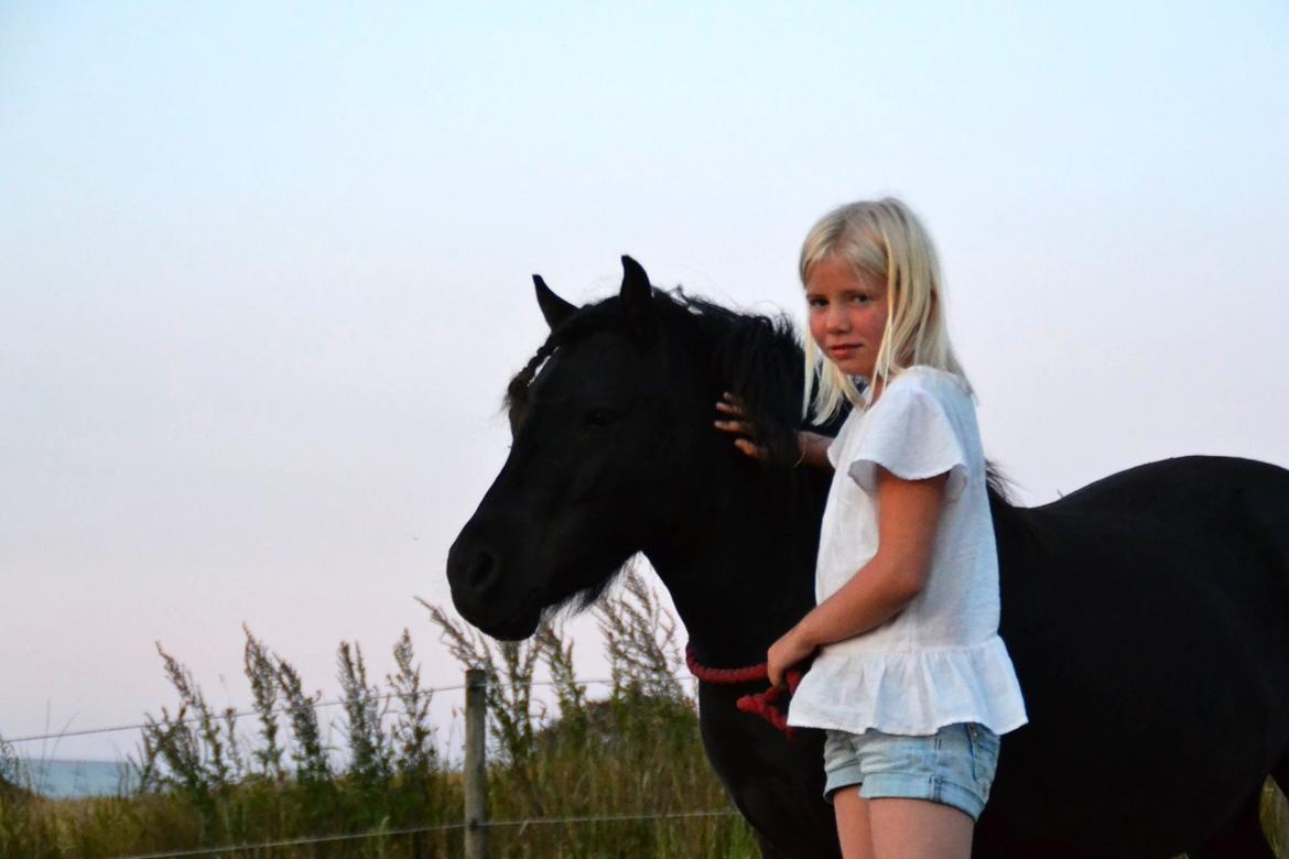 Anden særlig race Gizmo. (førhen Sky) billede 23