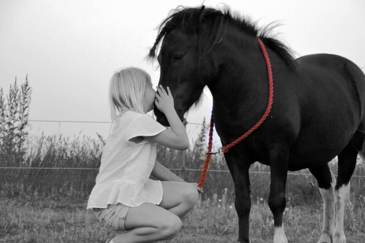 Anden særlig race Gizmo. (førhen Sky) billede 8