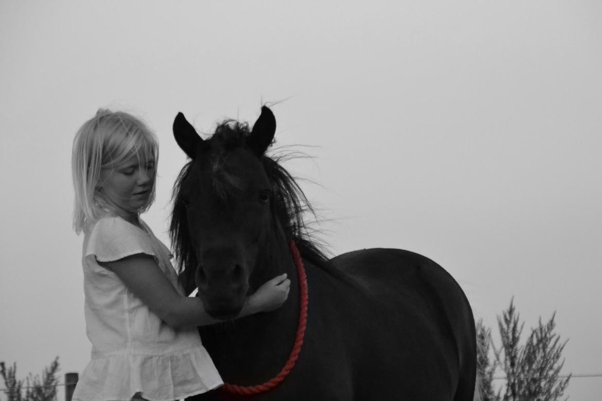 Anden særlig race Gizmo. (førhen Sky) billede 35