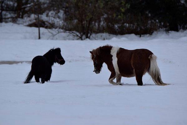 Anden særlig race Pepsi billede 2