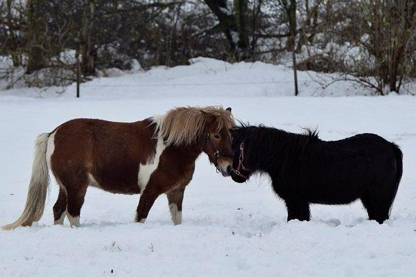 Anden særlig race Pepsi billede 4