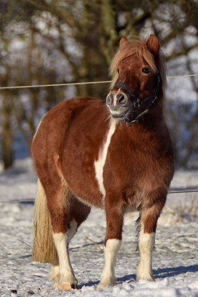 Anden særlig race Pepsi billede 7