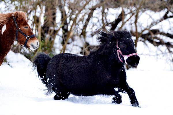 Anden særlig race Pepsi billede 5