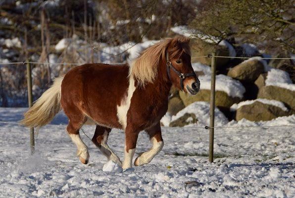 Anden særlig race Pepsi billede 9