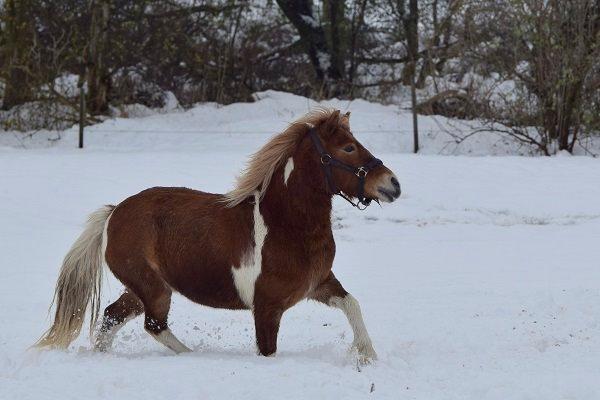 Anden særlig race Pepsi billede 10