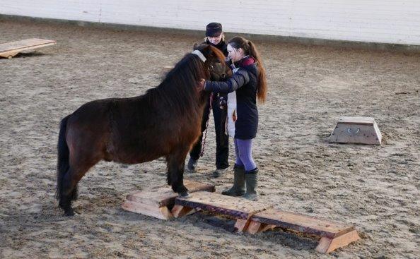 Shetlænder Sputnik billede 5