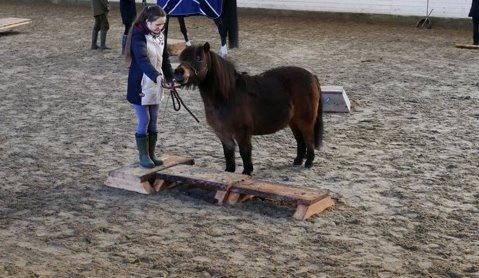 Shetlænder Sputnik billede 7