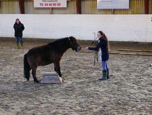 Shetlænder Sputnik billede 9