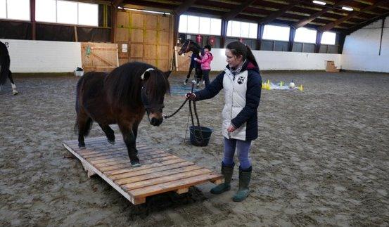 Shetlænder Sputnik billede 12