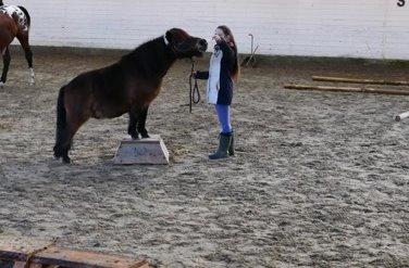 Shetlænder Sputnik billede 2