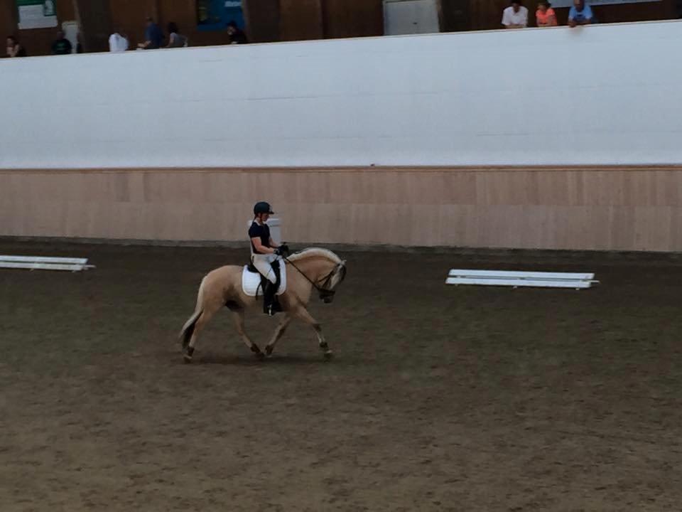 Fjordhest Mosegårdens ivanhoe billede 9