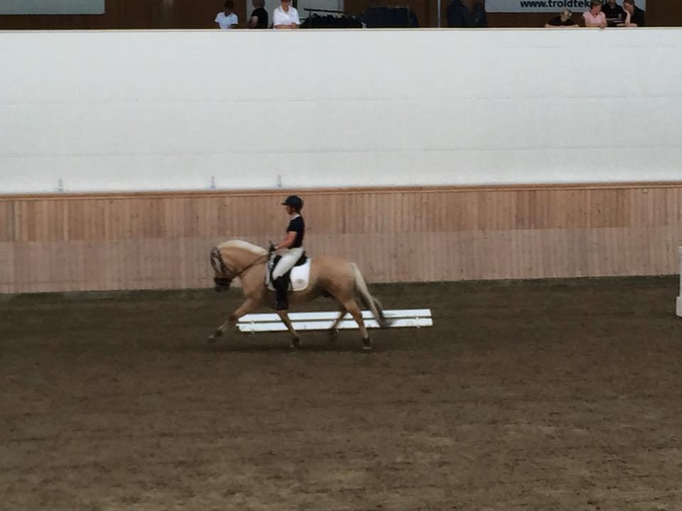 Fjordhest Mosegårdens ivanhoe billede 3