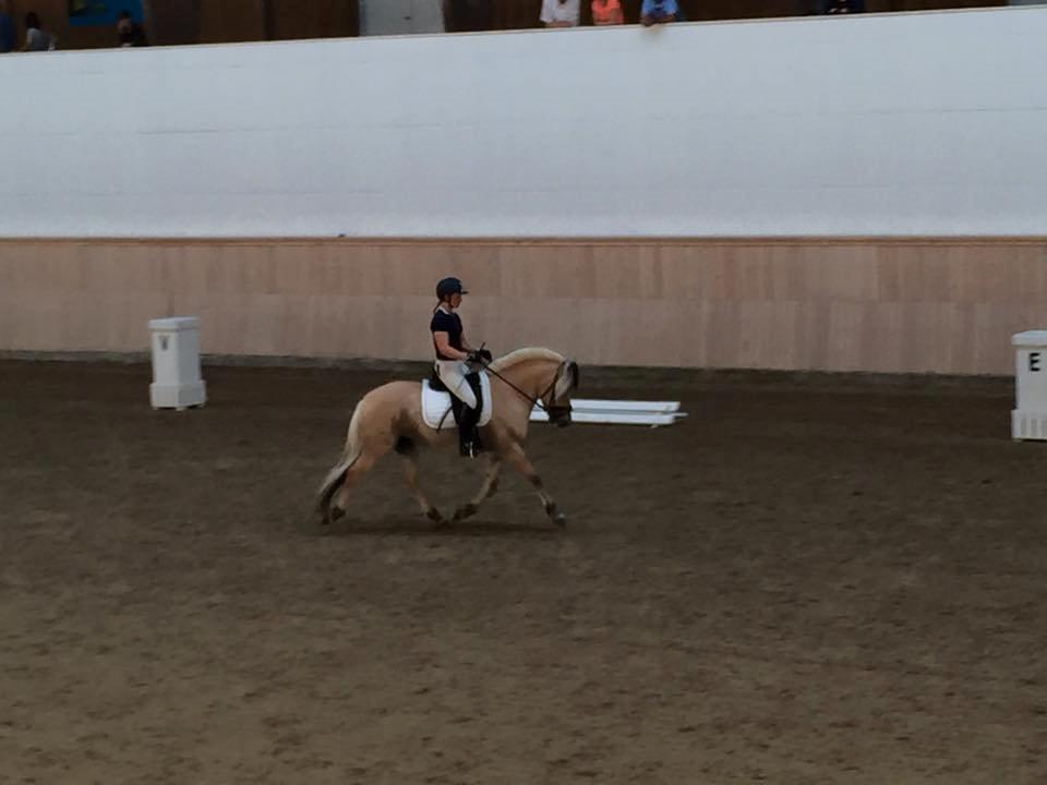 Fjordhest Mosegårdens ivanhoe billede 10