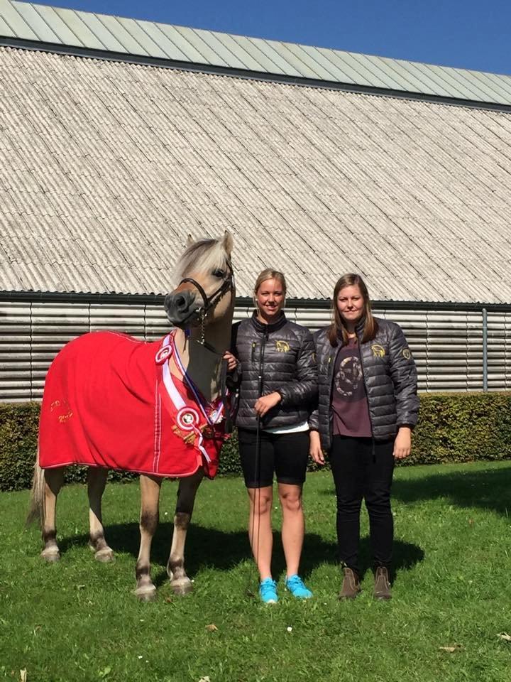 Fjordhest Mosegårdens ivanhoe billede 1